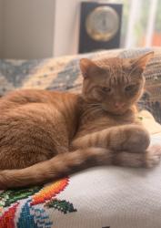 Reunited Male Cat last seen Mozart park, Chicago, IL 60647