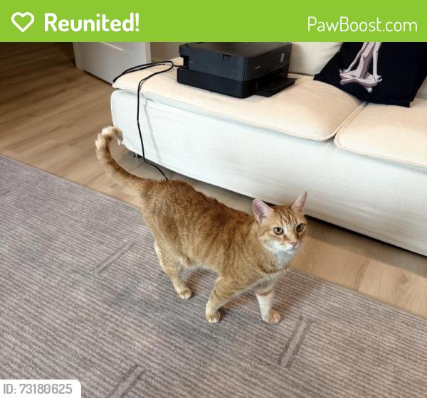 Reunited Male Cat last seen 12th St and East Caracas Street, Tampa, FL 33603