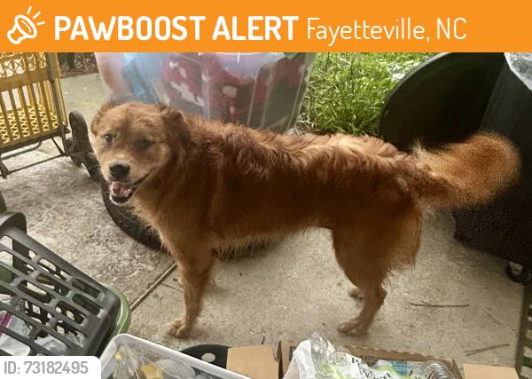 Found/Stray Unknown Dog last seen Ashton Road, Fayetteville, NC 28304