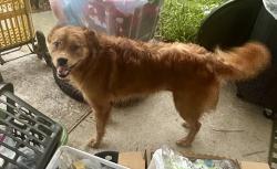 Found/Stray Unknown Dog last seen Ashton Road, Fayetteville, NC 28304