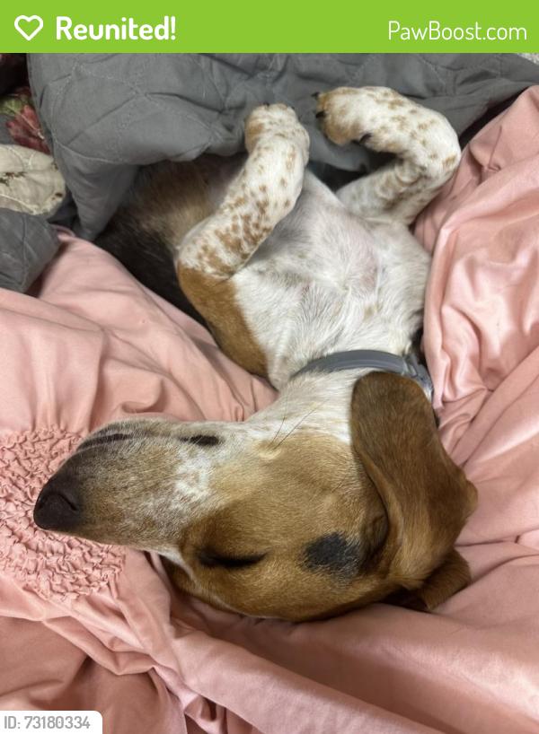 Reunited Male Dog last seen Lincoln rd Alcoa tn, Maryville, TN 37804