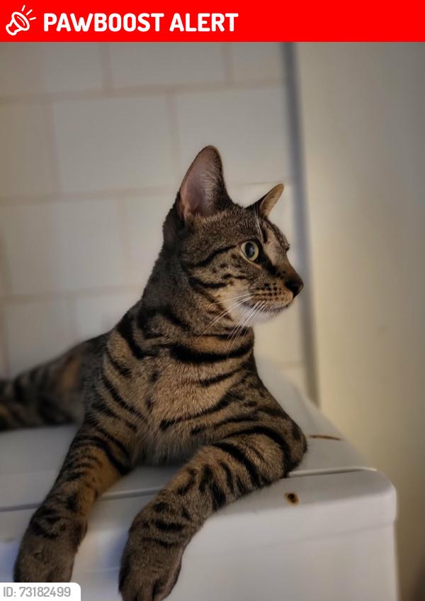 Lost Male Cat last seen Donwell chippy, Tyne and Wear, England NE37 1AQ
