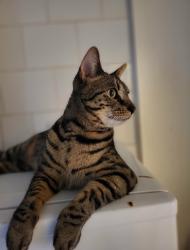 Lost Male Cat last seen Donwell chippy, Tyne and Wear, England NE37 1AQ