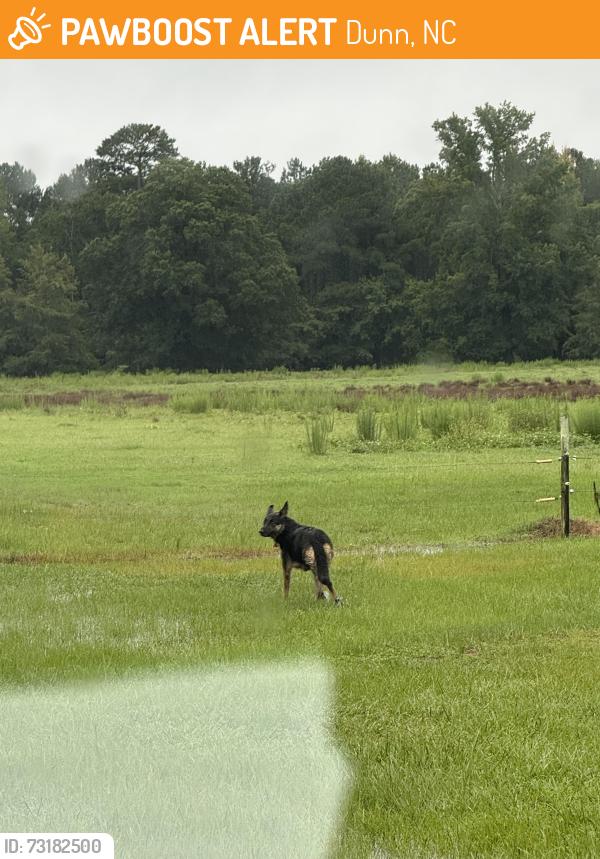 Found/Stray Unknown Dog last seen Pentecostal Free Will Church, Dunn, NC 28334