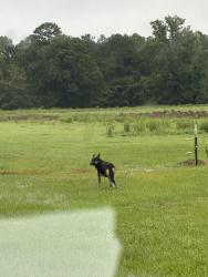 Found/Stray Unknown Dog last seen Pentecostal Free Will Church, Dunn, NC 28334