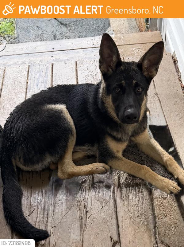 Found/Stray Unknown Dog last seen Beckford, Greensboro, NC 27407