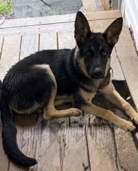 Found/Stray Unknown Dog last seen Beckford, Greensboro, NC 27407