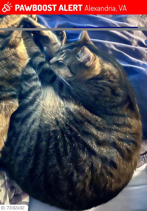 Lost Male Cat last seen S. View Terrace & W. View Terrace, Alexandria, VA 22314