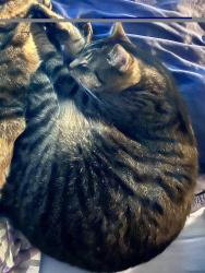 Lost Male Cat last seen S. View Terrace & W. View Terrace, Alexandria, VA 22314