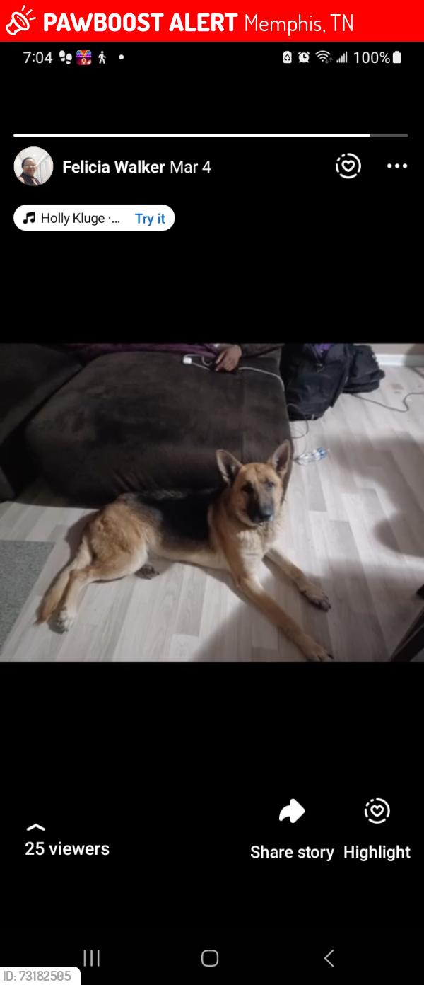 Lost Male Dog last seen Binghamton Scott Street, Memphis, TN 38112