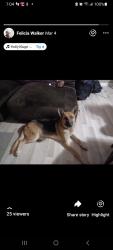 Lost Male Dog last seen Binghamton Scott Street, Memphis, TN 38112