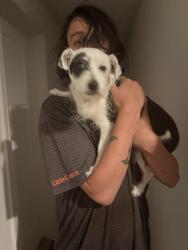 Found/Stray Female Dog last seen Coming down the mountain from north mountain the bar, Carlisle, PA 17013
