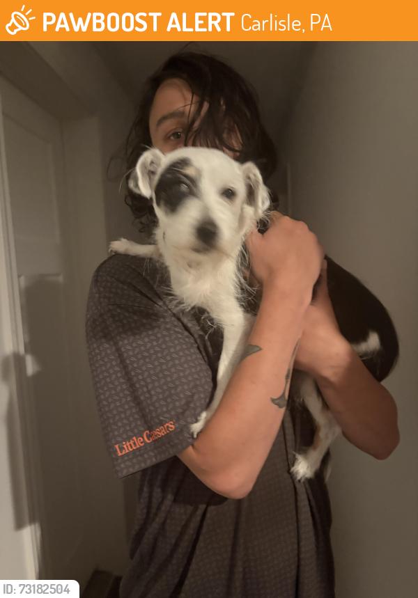 Found/Stray Female Dog last seen Coming down the mountain from north mountain the bar, Carlisle, PA 17013