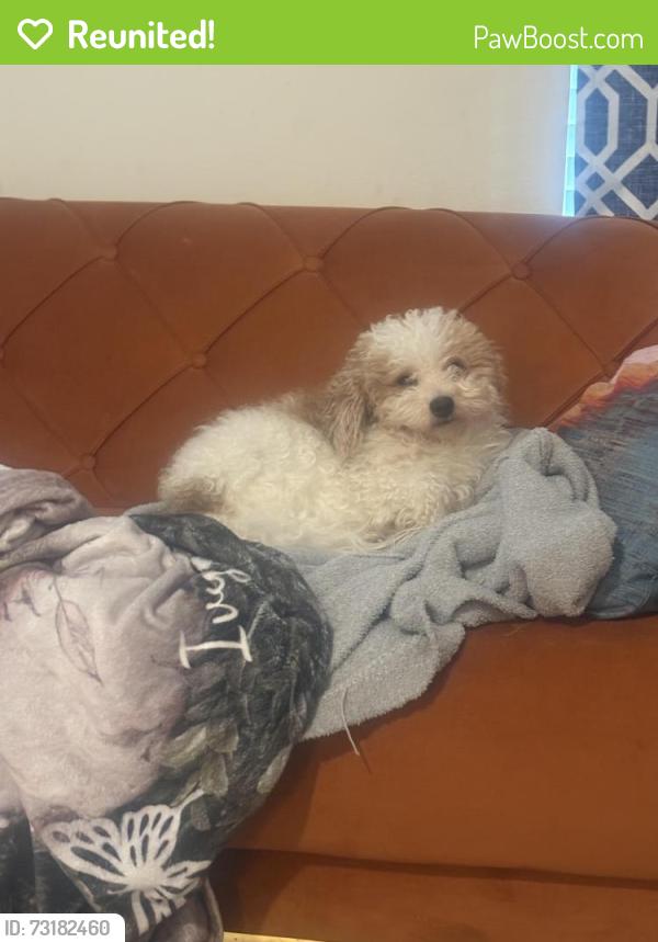 Reunited Male Dog last seen Emerald lake ct, Kissimmee, FL 34744