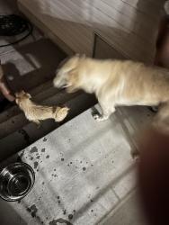 Found/Stray Male Dog last seen Near s 5400 w, West Valley City, UT 84120