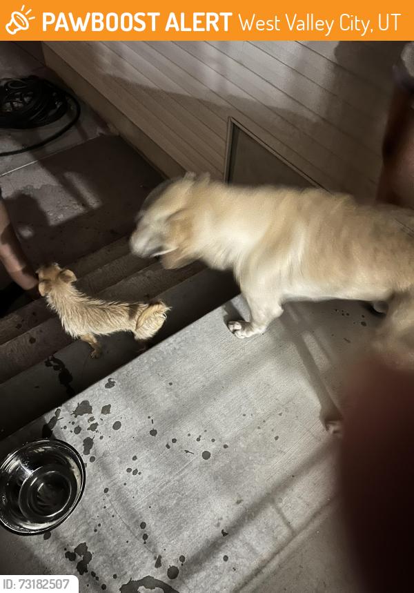 Found/Stray Male Dog last seen Near s 5400 w, West Valley City, UT 84120