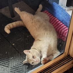 Reunited Male Cat last seen William Yates Elementary / Target / Genesis Gym, Independence, MO 64055