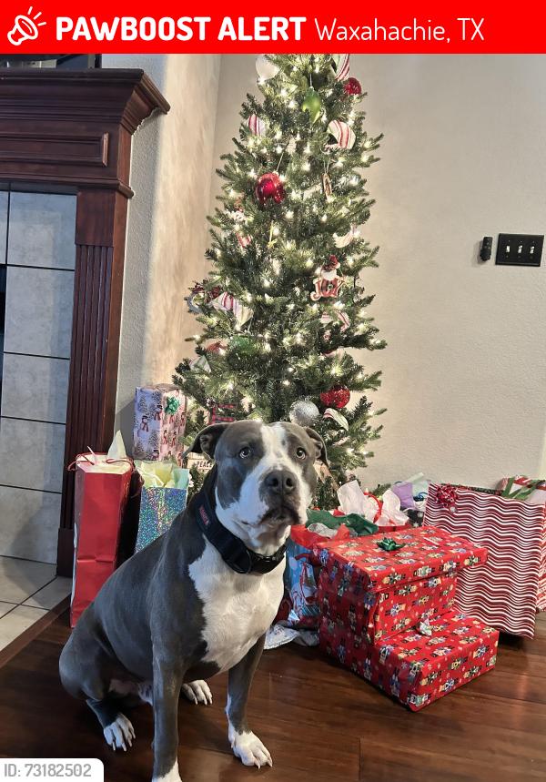 Lost Male Dog last seen Waxahachie sports complex, Waxahachie, TX 75165