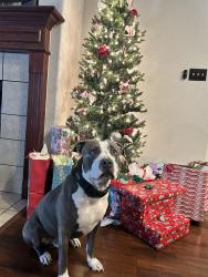 Lost Male Dog last seen Waxahachie sports complex, Waxahachie, TX 75165