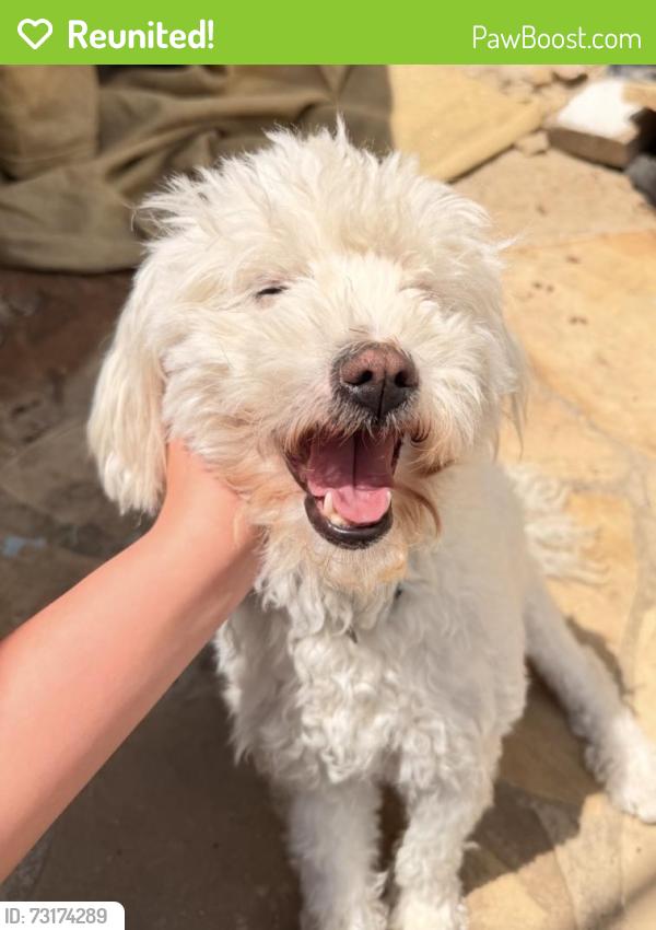 Reunited Female Dog last seen vancouver dr, Dallas, TX 75229