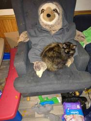 Reunited Female Cat last seen Lima, Colliseum by Restore, Fort Wayne, IN 46808
