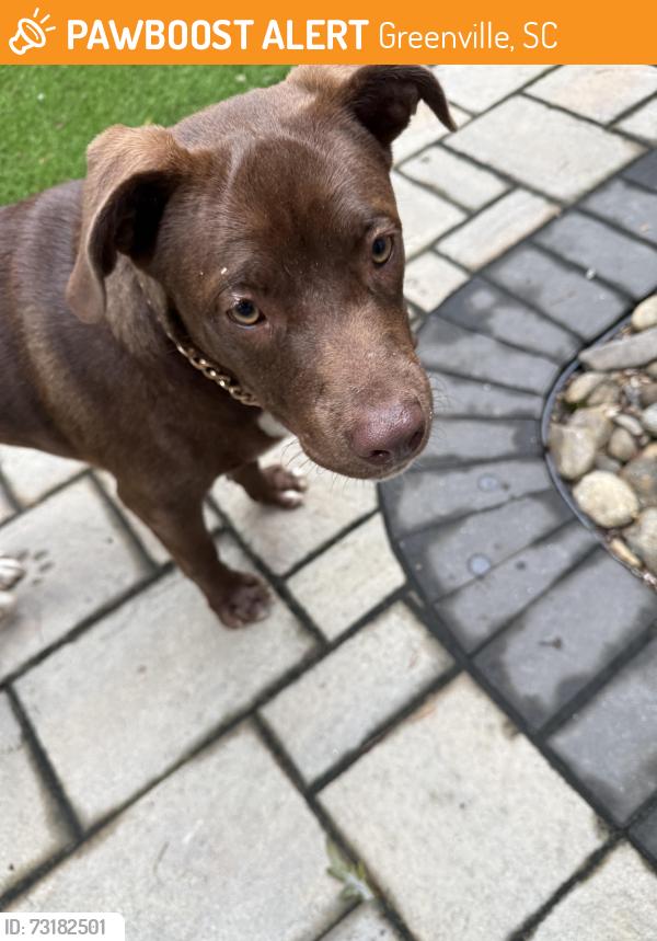 Found/Stray Male Dog last seen By East North Academy in Overbrook, Greenville, SC 29607
