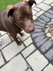 Found/Stray Male Dog last seen By East North Academy in Overbrook, Greenville, SC 29607