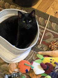 Lost Male Cat last seen Perkins street,, Farmington, ME 04938