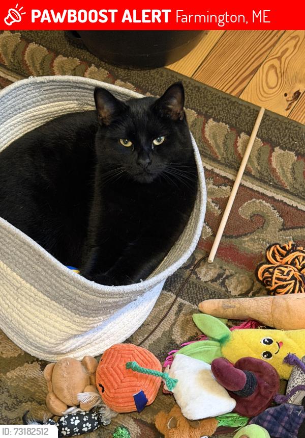 Lost Male Cat last seen Perkins street,, Farmington, ME 04938