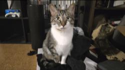 Reunited Male Cat last seen Alpine and Sunderland, Columbus, OH 43229