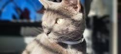 Reunited Female Cat last seen Cv31da, West Midlands, England CV3 1DA