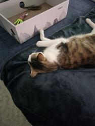 Reunited Male Cat last seen Near treetop dr, Palm Harbor, FL 34683