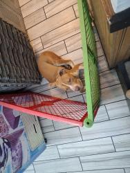 Found/Stray Female Dog last seen Sw44th and western, Oklahoma City, OK 73109