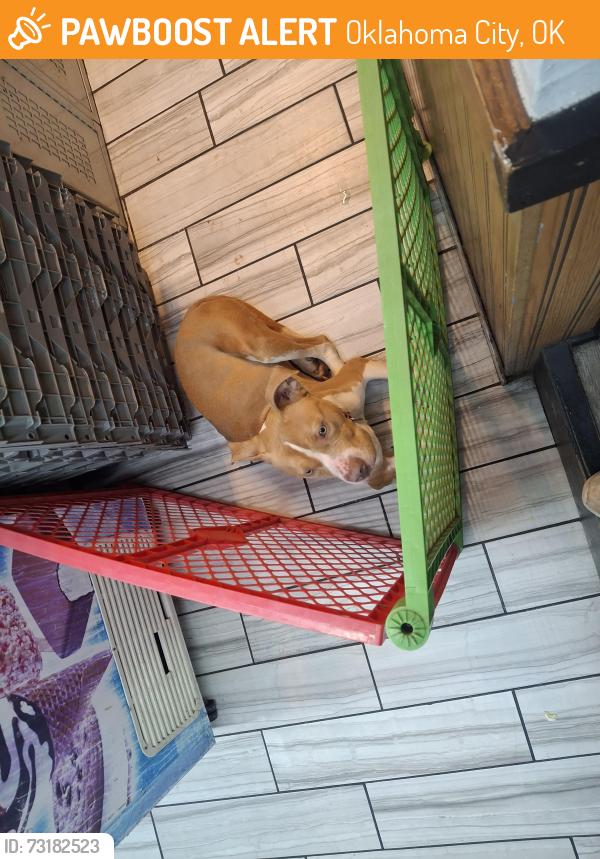 Found/Stray Female Dog last seen Sw44th and western, Oklahoma City, OK 73109