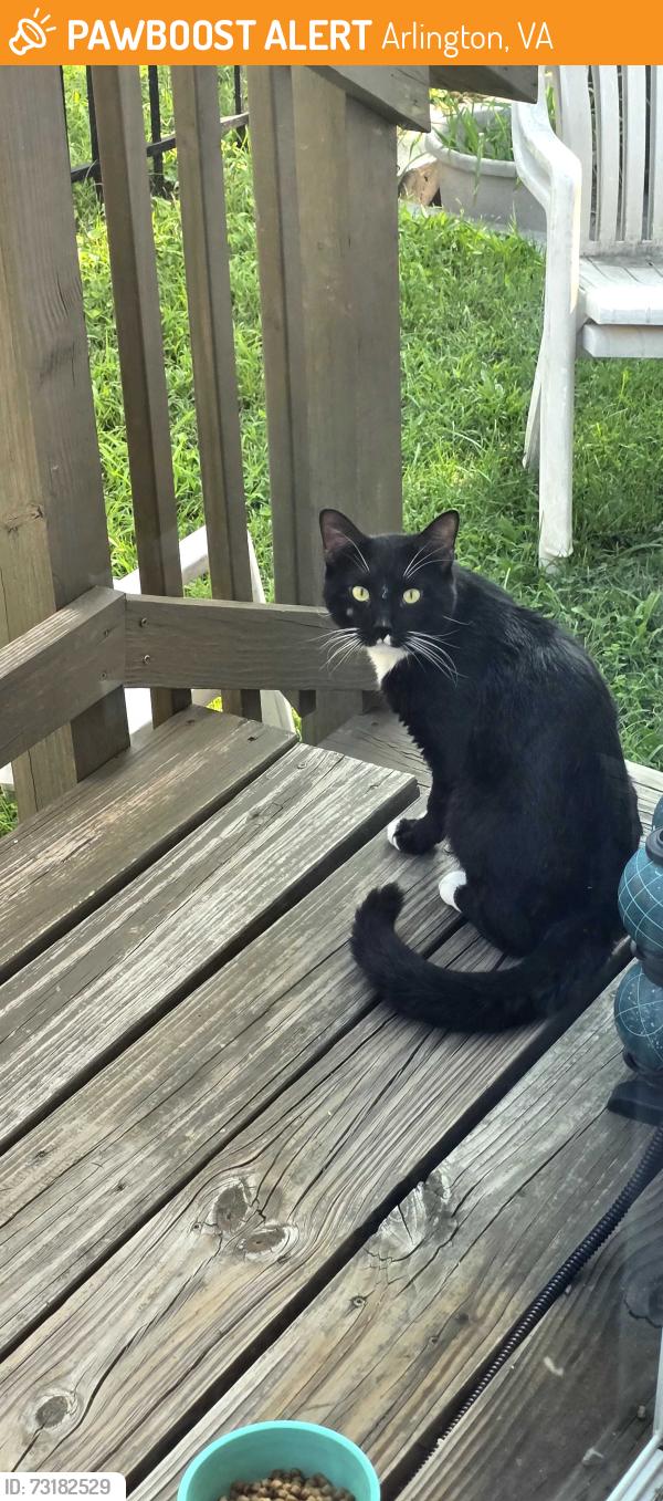Found/Stray Male Cat last seen 22nd St S and Monroe, Arlington, VA 22206