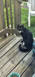 Found/Stray Male Cat last seen 22nd St S and Monroe, Arlington, VA 22206