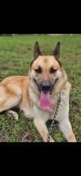 Lost Male Dog last seen Marche Rd, Maumelle, AR 72113