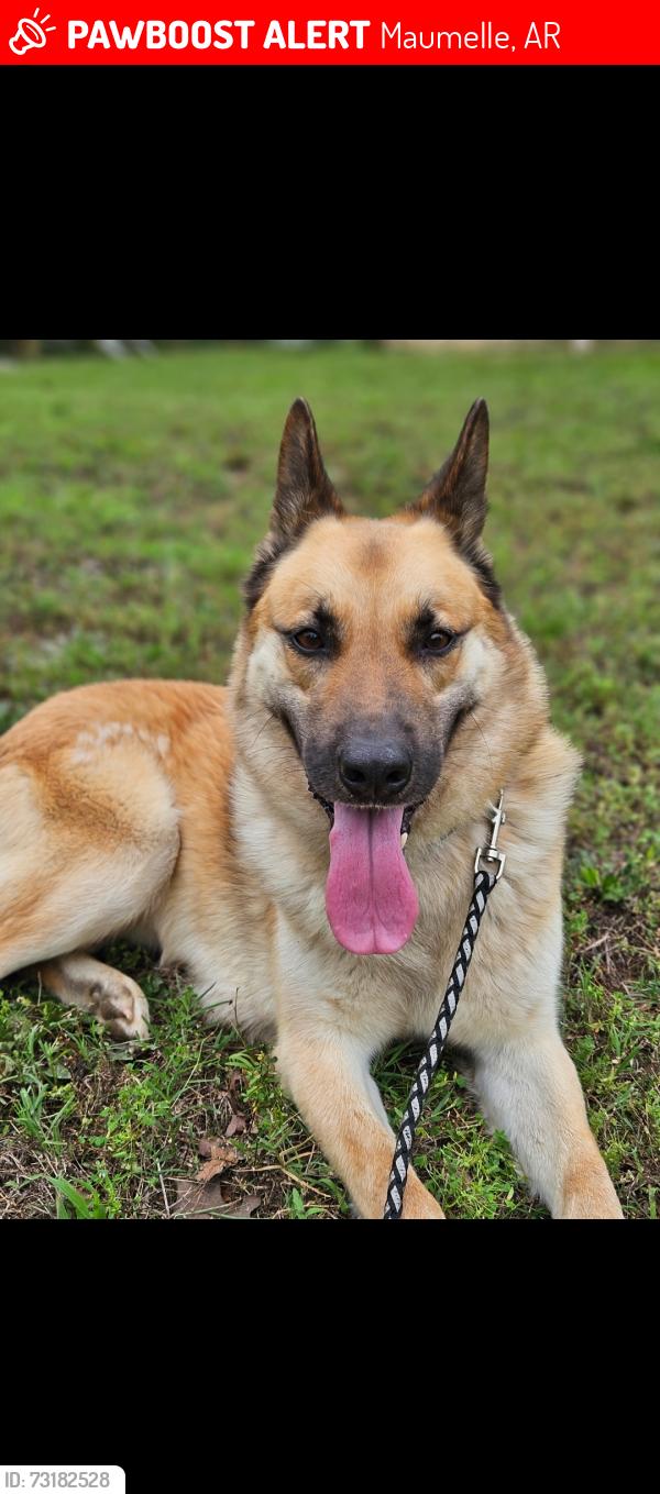 Lost Male Dog last seen Marche Rd, Maumelle, AR 72113