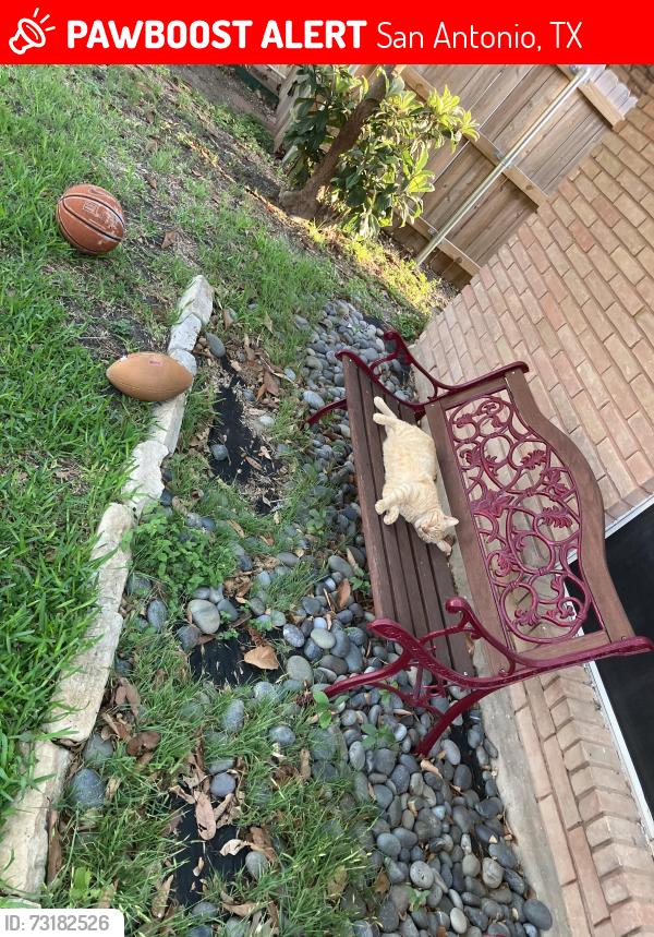 Lost Male Cat last seen Near Hall Park Dr, San Antonio, TX 78218