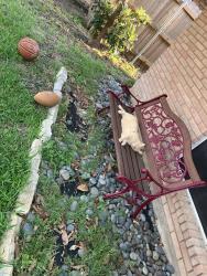 Lost Male Cat last seen Near Hall Park Dr, San Antonio, TX 78218