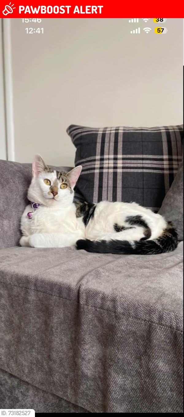 Lost Female Cat last seen Old Hill Primary School and Nursery,B64, Old Hill, England B64 6NP