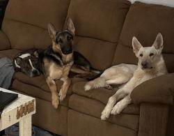 Reunited Male Dog last seen Food Lion neighborhood across the riad, Huffman Mill Rd, NC 27215