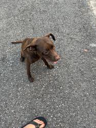 Found/Stray Unknown Dog last seen Gray Fox Ln in Foxwood, Jacksonville, AR 72076