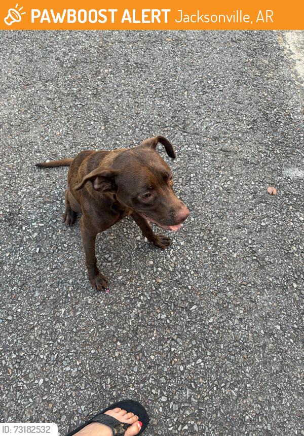 Found/Stray Unknown Dog last seen Gray Fox Ln in Foxwood, Jacksonville, AR 72076