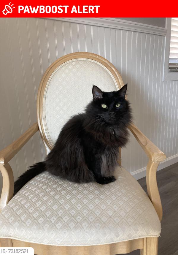 Lost Male Cat last seen Indian Creek Drive and Gerald Drive, Middleburg Heights, OH 44130