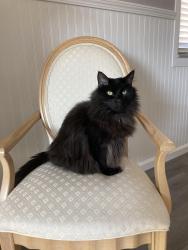 Lost Male Cat last seen Indian Creek Drive and Gerald Drive, Middleburg Heights, OH 44130