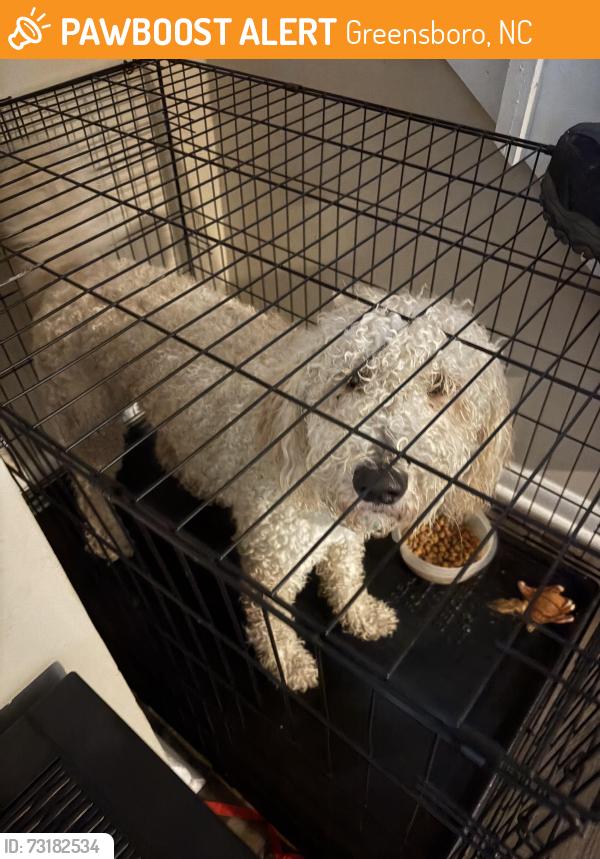 Found/Stray Unknown Dog last seen Oak ride apmt, Greensboro, NC 27410