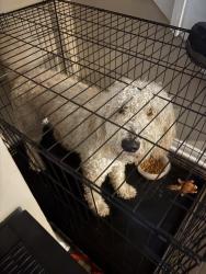 Found/Stray Unknown Dog last seen Oak ride apmt, Greensboro, NC 27410