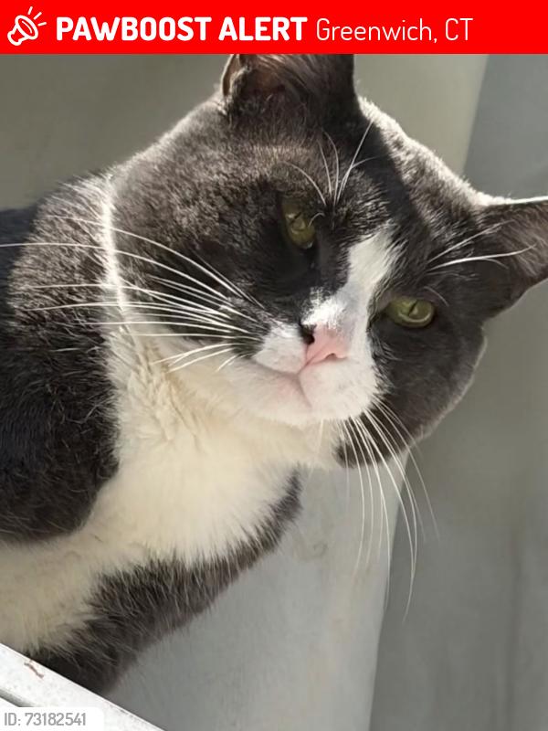 Lost Male Cat last seen Hamiltion Ave, Greenwich, CT 06830
