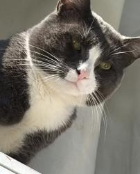 Lost Male Cat last seen Hamiltion Ave, Greenwich, CT 06830